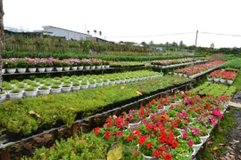 Le village floral de Sa Dec se prépare au Têt traditionnel