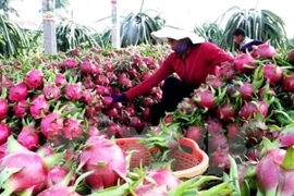 Efforts pour améliorer la qualité des fruits vietnamiens