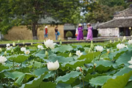 Une variété précieuse de lotus blancs se développe à Dai Noi-Huê