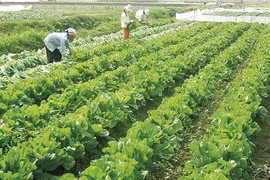 Les zones suburbaines de Hanoï font peau neuve