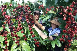 Vers un développement durable de la filière café 