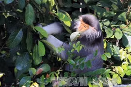 Projet de préservation des primates rares à Thanh Hoa