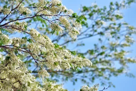 Hanoï: la beauté des fleurs du mois de mars 