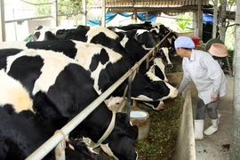 Hausse continue des importations d’aliments pour animaux et matières premières