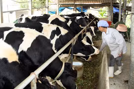Hausse continue des importations d’aliments pour animaux et matières premières