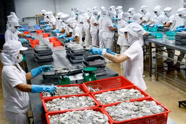 Montée en flèche des exportations nationales de céphalopodes aux Etats-Unis