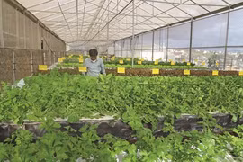 Quand les paysans découvrent de nouveaux savoir-faire à l'étranger