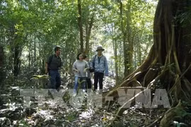 La province de Kon Tum utilise la technologie pour prévenir les feux de forêt