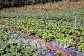 De nombreux projets d'investissement dans l’agriculture high-tech à Quang Tri