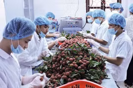 Exportations de fruits et légumes en forte hausse