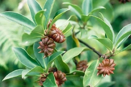 Vers un développement durable des filières de la cannelle et de l’anis étoilé