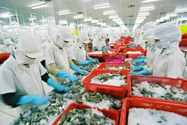 Crevettes fraîches entières: de belles opportunités d'exportation en Australie