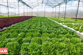 Lam Dong arrive en tête dans l’attrait des IDE dans l'agriculture de haute technologie