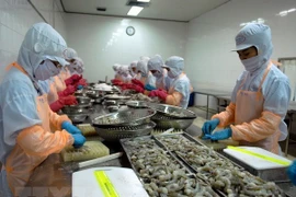 Une délégation australienne vérifie la chaîne de production de crevettes du Vietnam