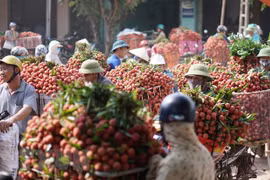 Hai Duong a exporté environ 9.500 tonnes de litchis