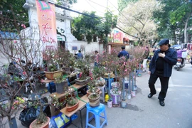 Hang Luoc, marché aux fleurs du printemps