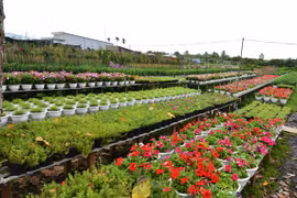 Le village floral de Sa Dec se prépare au Têt traditionnel