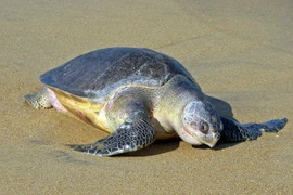 Une tortue olivâtre est relâchée à la mer