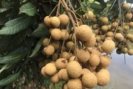 L'Australie, un marché à l'export des plus prometteurs pour le Vietnam