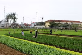 Quand maraîchage rime avec tourisme à Dà Nang