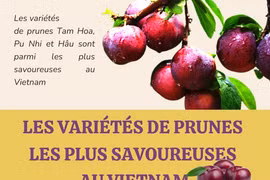 Les variétés de prunes les plus savoureuses au Vietnam