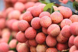 Bac Giang a 12 codes de zone de culture de litchi supplémentaires pour l’exportation