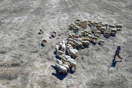 Des champs en feu à cause de la sécheresse dans la province de Ninh Thuan