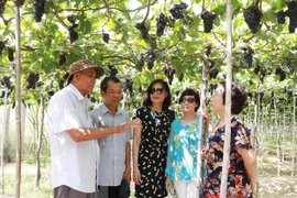 Ninh Thuan : le nombre de touristes multiplié par trois pendant les cinq jours fériés