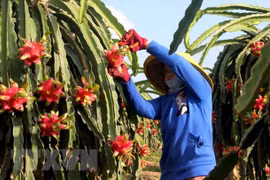 Séminaire sur les exportations de fruits et légumes vers la Chine