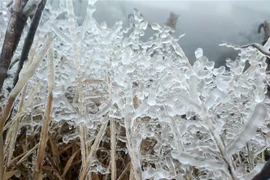 Le froid de canard persiste dans le Nord et à Thanh Hoa jusqu’au 22 février