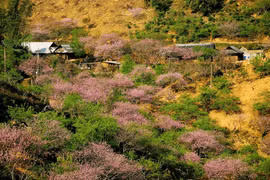 1.900 coureurs participeront au marathon en sentier du Vietnam à Moc Chau