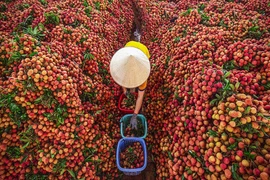 Saison de récolte du litchi dans le district de Luc Ngan, à Bac Giang