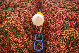 Saison de récolte du litchi dans le district de Luc Ngan, à Bac Giang