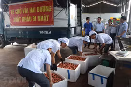 Hai Duong exporte le premier lot de litchi "Thieu" vers le Japon