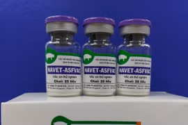 Le Vietnam réussit à produire un vaccin contre la peste porcine africaine 