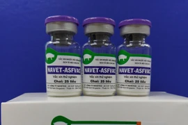 Le Vietnam réussit à produire un vaccin contre la peste porcine africaine 