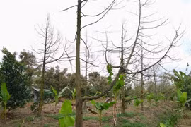 Tien Giang fait revivre les vergers de durian touchés par l'intrusion d'eau salée