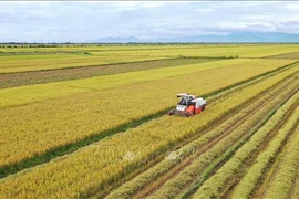 Exportation du riz produit par des agriculteurs et le groupe Loc Troi