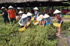 Ho Chi Minh-Ville lance sept programmes de tourisme écologique et agricole
