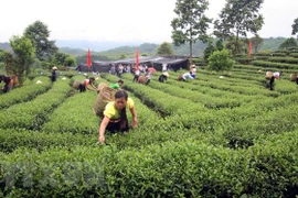 Le Vietnam renforce la production de thé aux normes de sécurité sanitaire des aliments