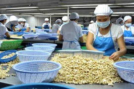 Montée en flèche des exportations nationales de noix de cajou vers la Chine