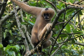 Des primates dans le Parc national de Cuc Phuong