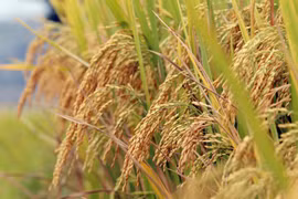 La moisson approche dans les rizières en terrasses de Lai Chau