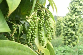 Le Vietnam est le plus grand producteur et exportateur de poivre au monde