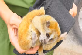 Binh Phuoc reçoit un loris paresseux pygmée