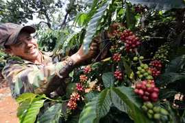 Exportations des produits agricoles, sylvicoles et aquatiques en hausse en trois mois
