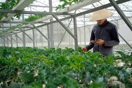 Suites à donner à la chaîne de parcs logiciels Quang Trung