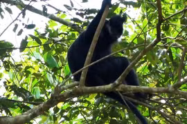 Rare langur de François découvert dans la Réserve naturelle de Bac Kan