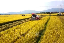 L’agriculture affirme son rôle de base solide de l'économie