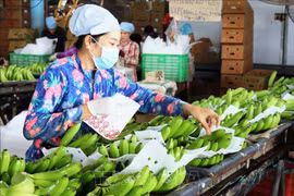 Baisse légère des exportations de fruits et légumes en sept mois